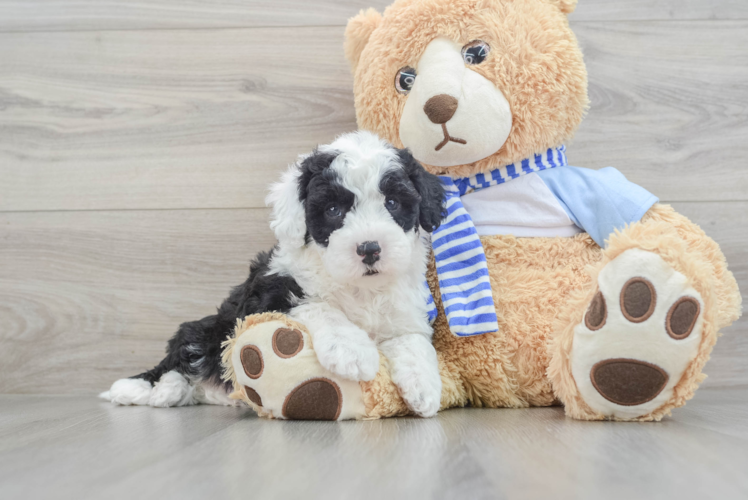 Adorable Sheepdogpoo Poodle Mix Puppy