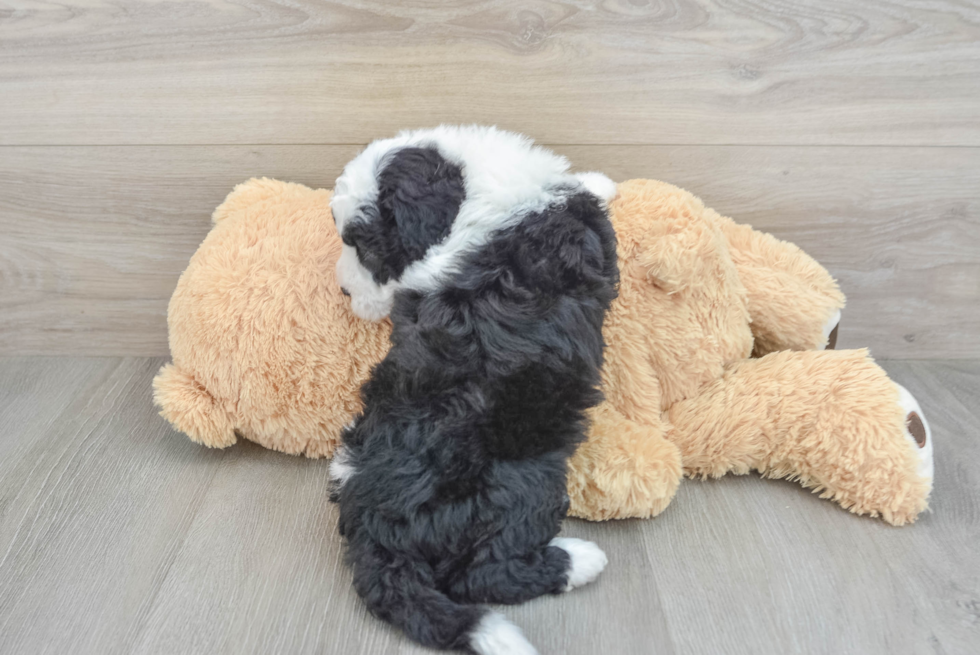 Adorable Sheepdogpoo Poodle Mix Puppy