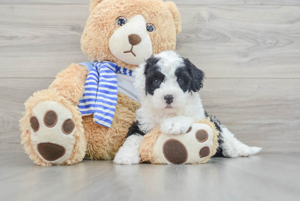 Mini Sheepadoodle Puppy for Adoption