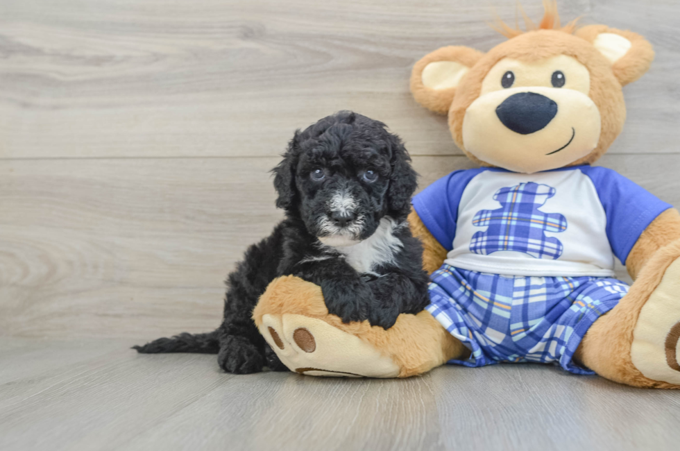 6 week old Mini Sheepadoodle Puppy For Sale - Puppy Love PR