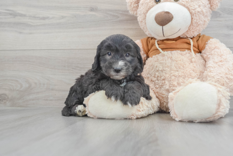 Meet Ros - our Mini Sheepadoodle Puppy Photo 1/3 - Puppy Love PR Sweet Mini Sheepadoodle Baby