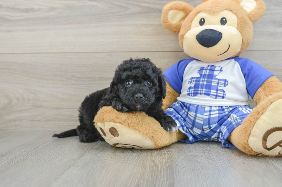 6 week old Mini Sheepadoodle Puppy For Sale - Puppy Love PR