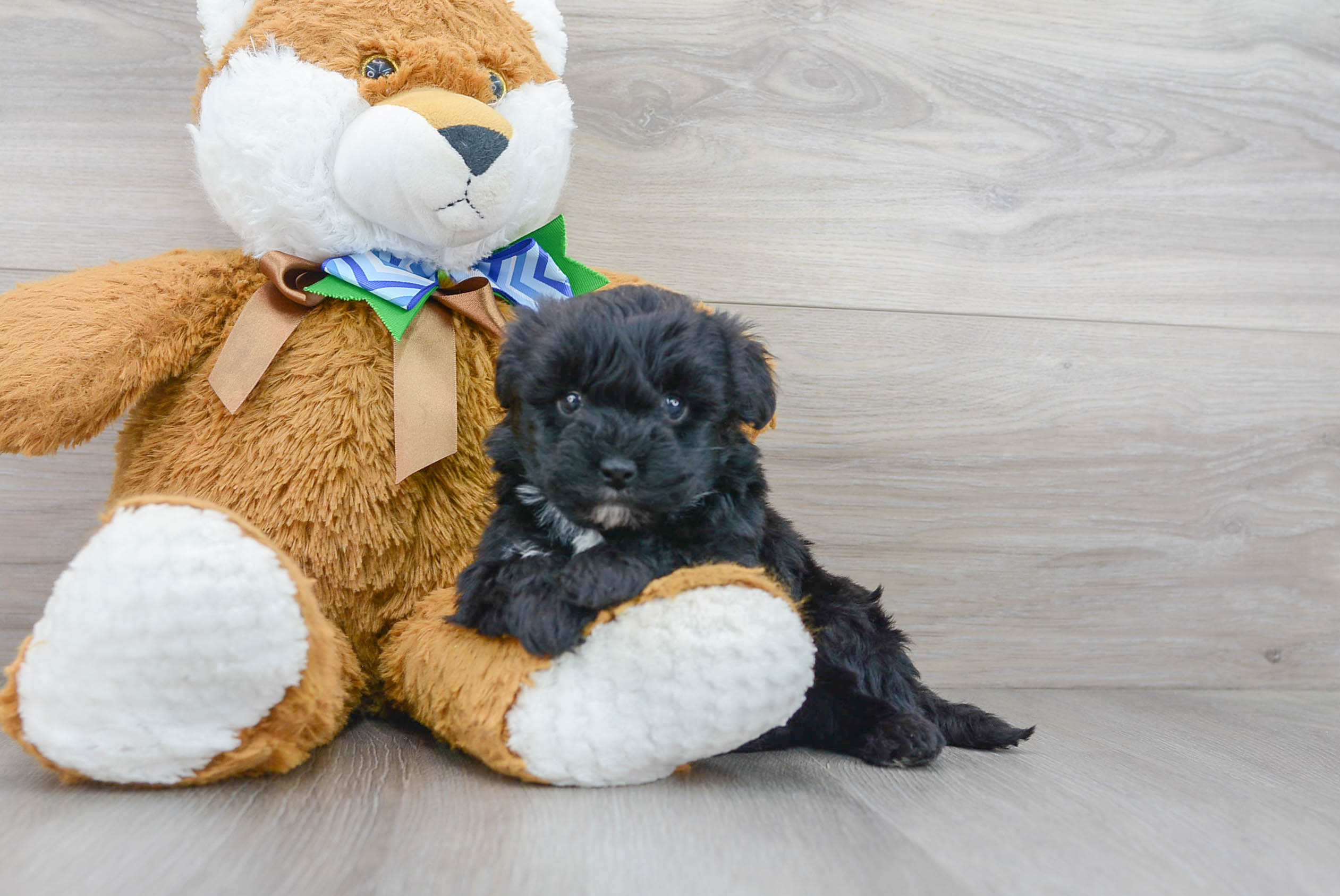 Mini Sheepadoodle Pup Being Cute