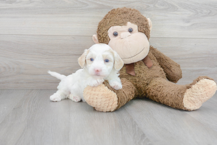 Meet Ros - our Mini Sheepadoodle Puppy Photo 1/3 - Puppy Love PR Best Mini Sheepadoodle Baby