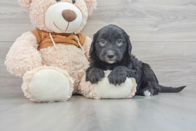Meet Rosabell - our Mini Sheepadoodle Puppy Photo 1/3 - Puppy Love PR Best Mini Sheepadoodle Baby