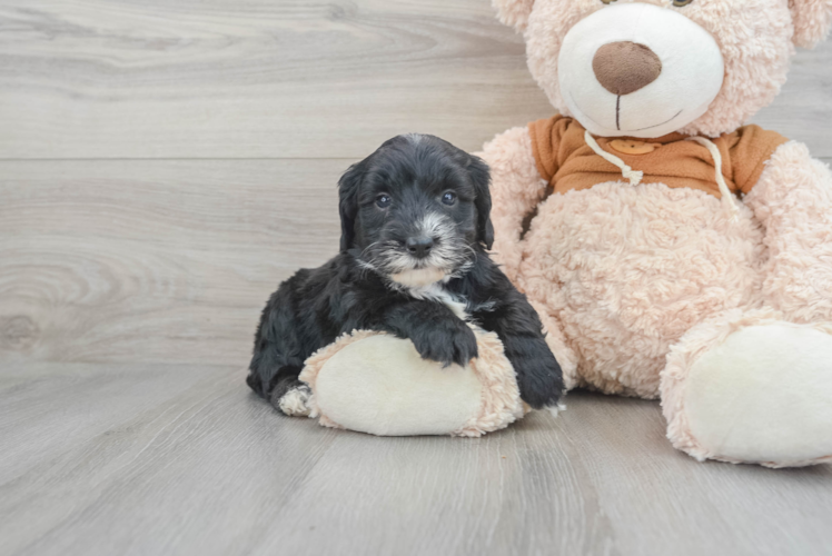 Meet Rosario - our Mini Sheepadoodle Puppy Photo 1/3 - Puppy Love PR Best Mini Sheepadoodle Baby