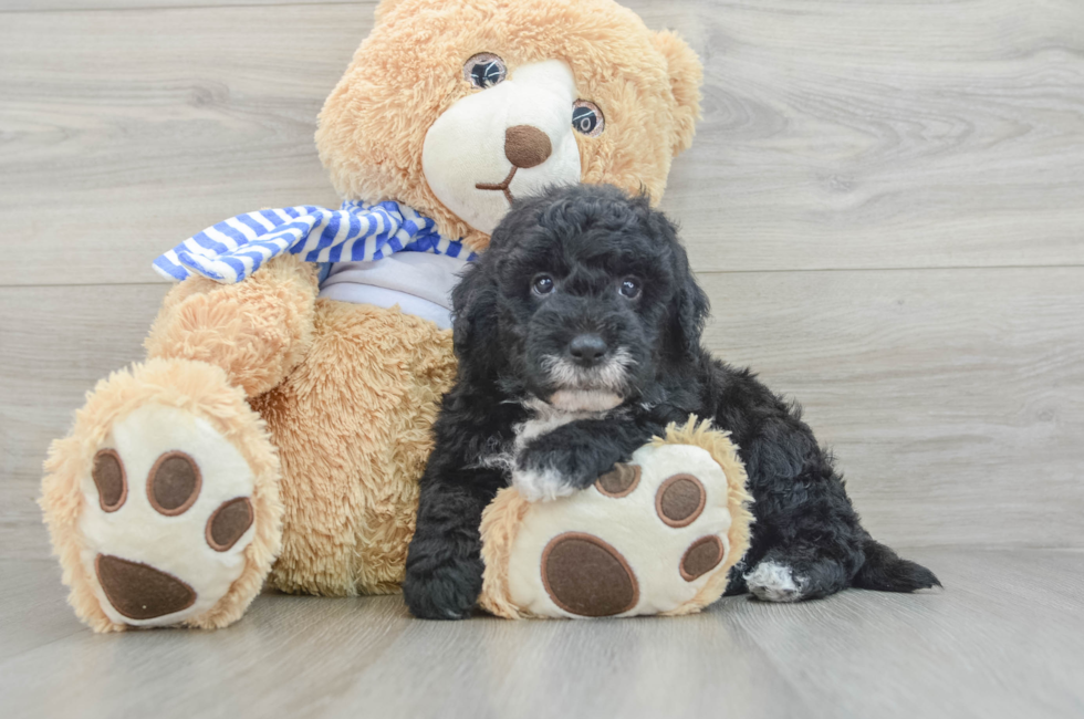 6 week old Mini Sheepadoodle Puppy For Sale - Puppy Love PR