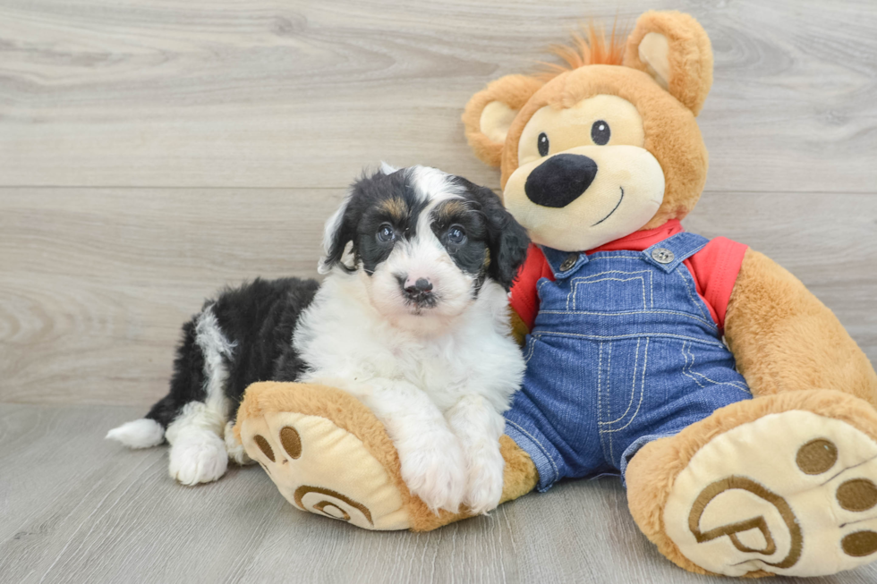 Best Mini Sheepadoodle Baby