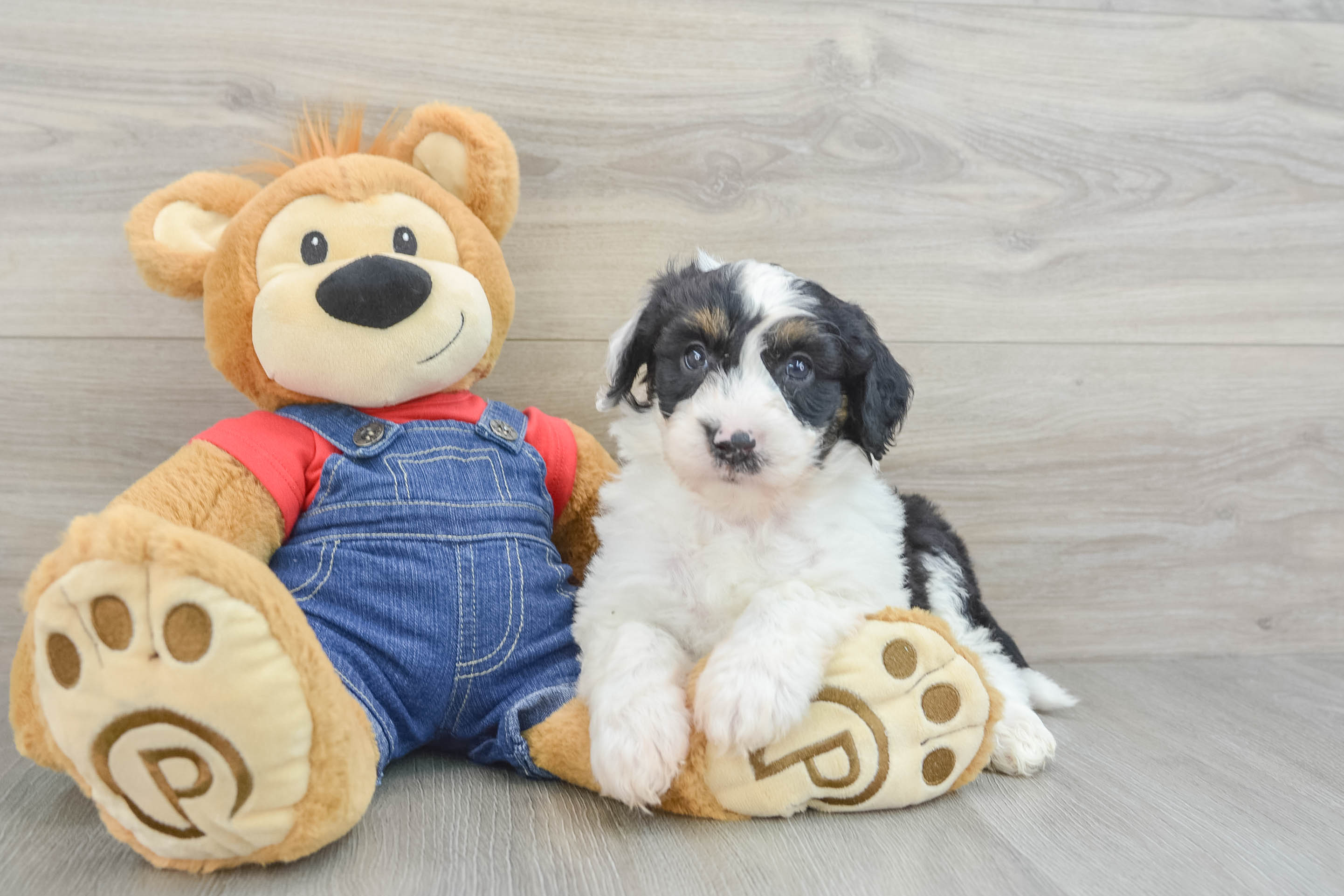 Best Mini Sheepadoodle Baby