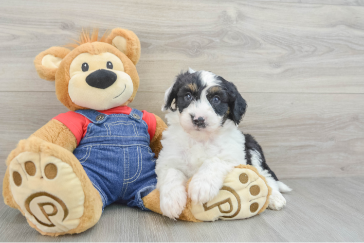 Meet Samwell - our Mini Sheepadoodle Puppy Photo 1/3 - Puppy Love PR Best Mini Sheepadoodle Baby