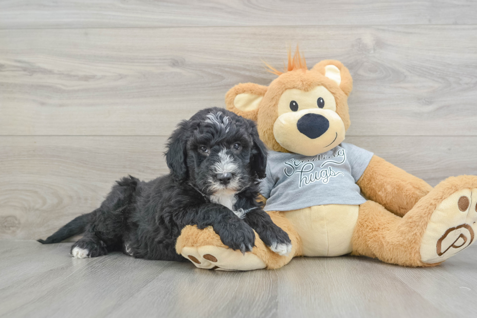 Mini Sheepadoodle Puppy for Adoption
