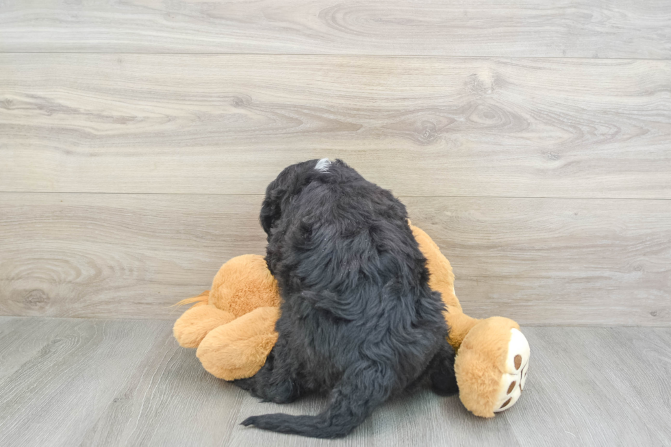 Best Mini Sheepadoodle Baby
