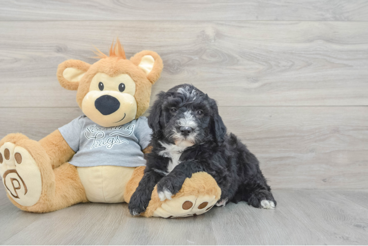 Adorable Sheepdogpoo Poodle Mix Puppy