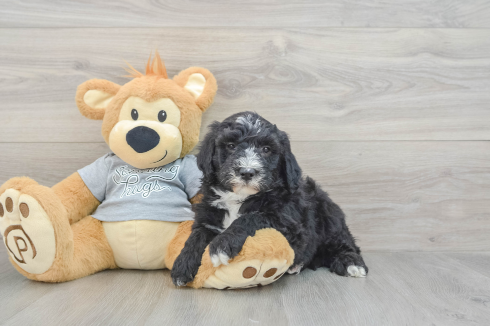Adorable Sheepdogpoo Poodle Mix Puppy