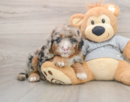 6 week old Mini Sheepadoodle Puppy For Sale - Puppy Love PR
