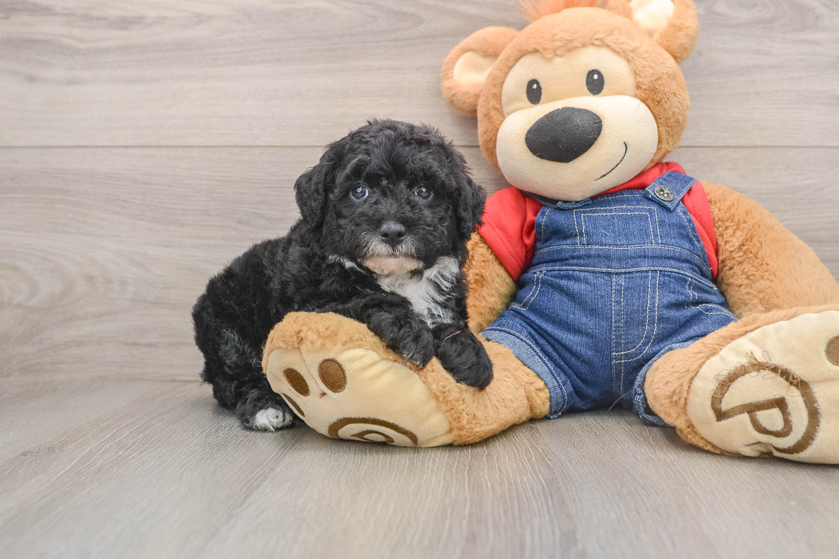 Smart Mini Sheepadoodle Poodle Mix Pup