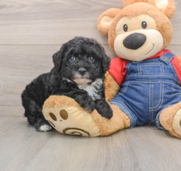 5 week old Mini Sheepadoodle Puppy For Sale - Puppy Love PR