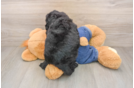 Mini Sheepadoodle Pup Being Cute
