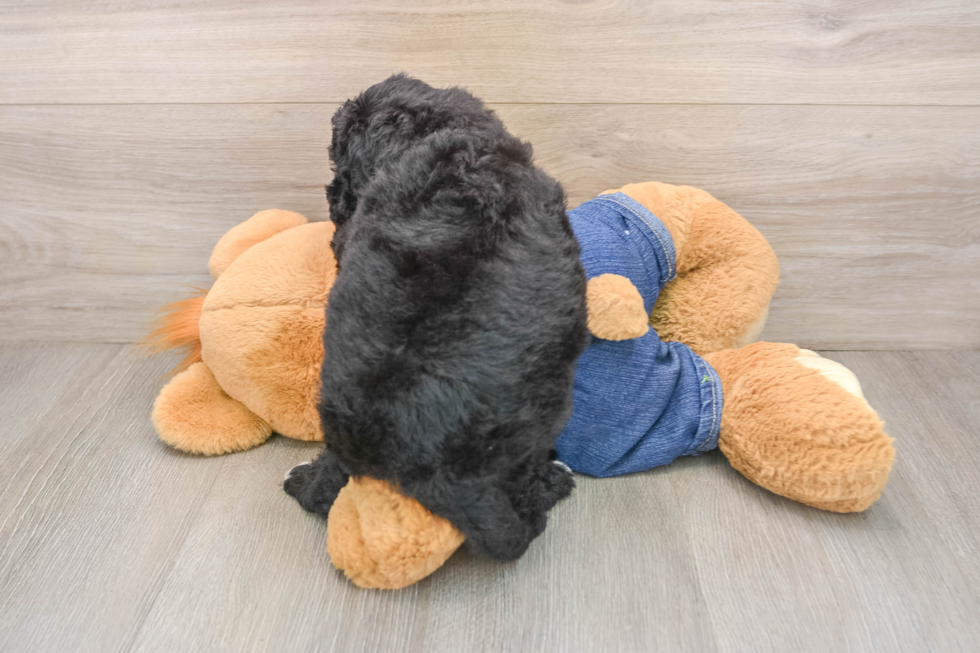 Mini Sheepadoodle Pup Being Cute