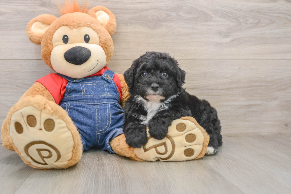 Funny Mini Sheepadoodle Poodle Mix Pup