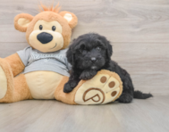 6 week old Mini Sheepadoodle Puppy For Sale - Puppy Love PR
