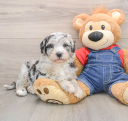 6 week old Mini Sheepadoodle Puppy For Sale - Puppy Love PR