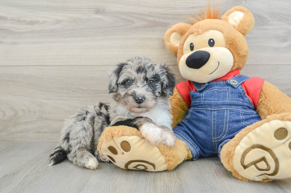 8 week old Mini Sheepadoodle Puppy For Sale - Puppy Love PR