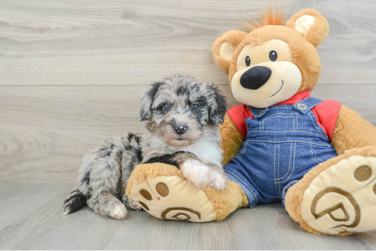 Meet Sauvignon - our Mini Sheepadoodle Puppy Photo 1/3 - Puppy Love PR Petite Mini Sheepadoodle Poodle Mix Pup