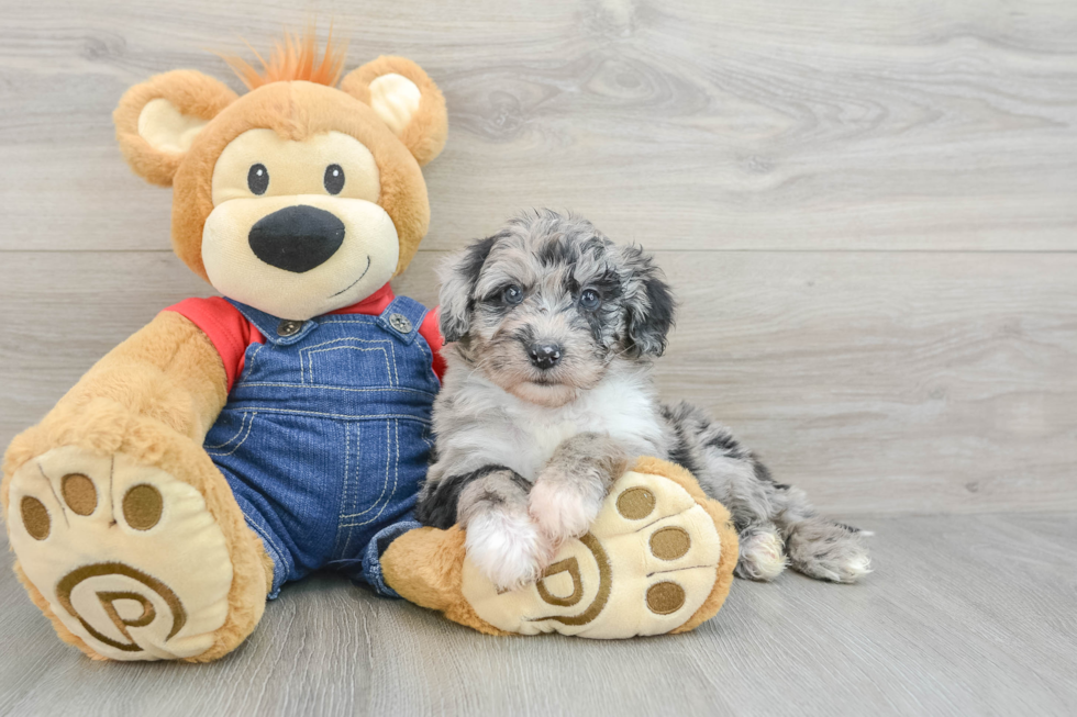 Mini Sheepadoodle Puppy for Adoption