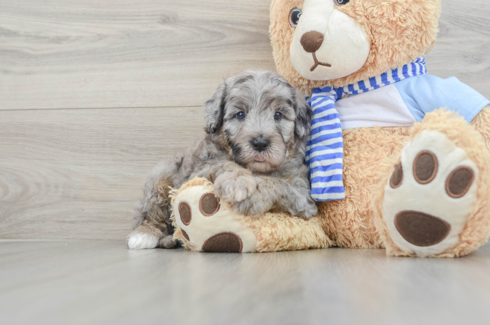 5 week old Mini Sheepadoodle Puppy For Sale - Puppy Love PR