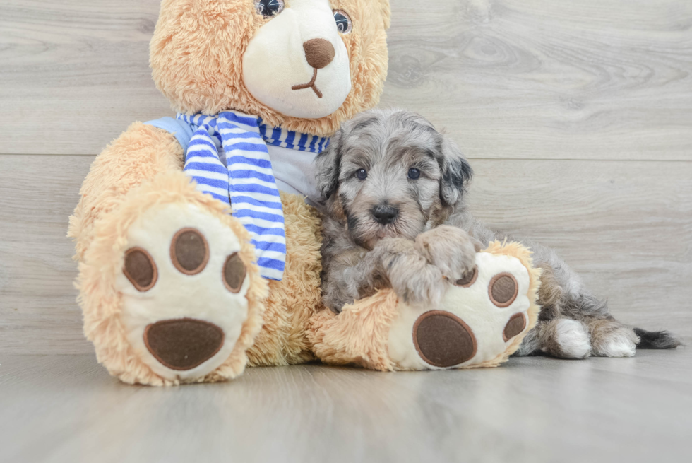 Best Mini Sheepadoodle Baby