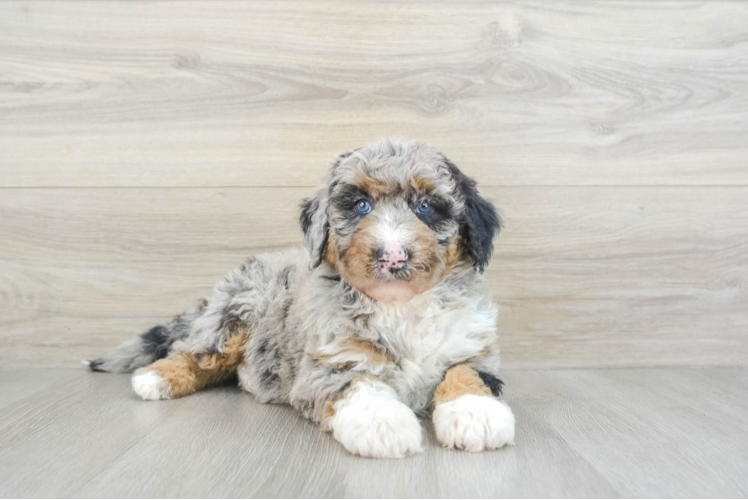 Adorable Sheepdogpoo Poodle Mix Puppy