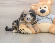 6 week old Mini Sheepadoodle Puppy For Sale - Puppy Love PR