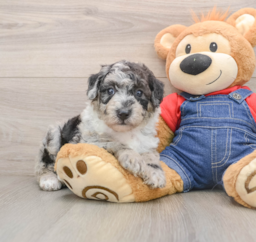 5 week old Mini Sheepadoodle Puppy For Sale - Puppy Love PR