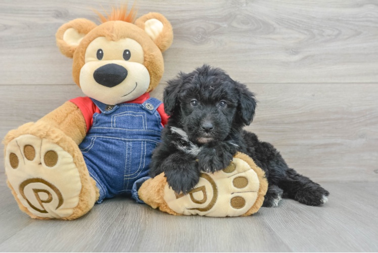 Meet Seville - our Mini Sheepadoodle Puppy Photo 1/3 - Puppy Love PR Best Mini Sheepadoodle Baby