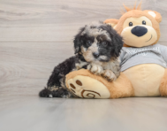7 week old Mini Sheepadoodle Puppy For Sale - Puppy Love PR
