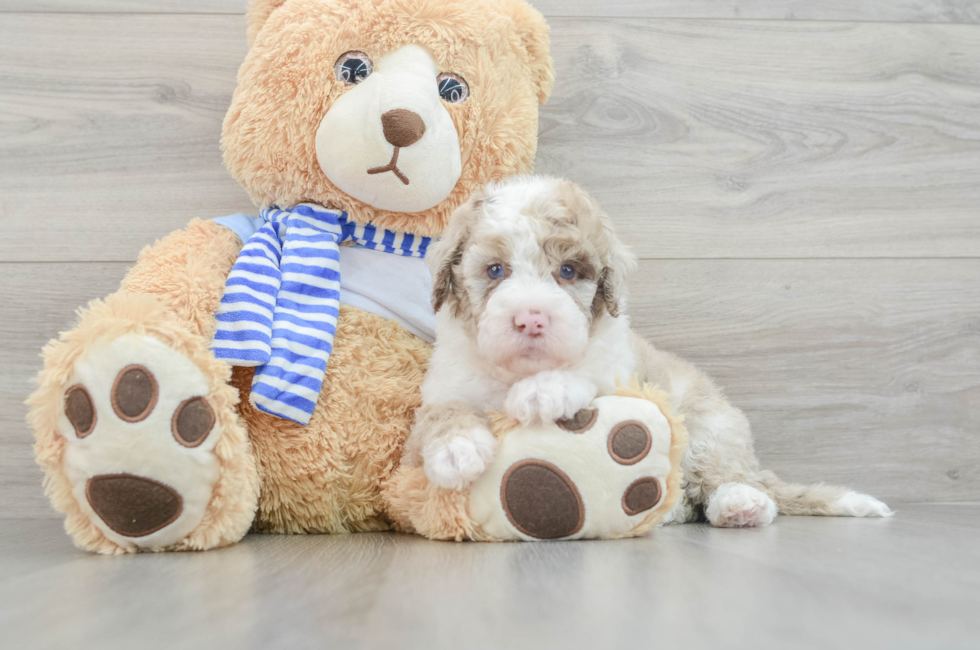 5 week old Mini Sheepadoodle Puppy For Sale - Puppy Love PR