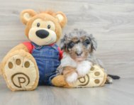 8 week old Mini Sheepadoodle Puppy For Sale - Puppy Love PR