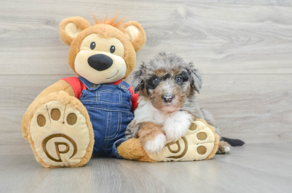 8 week old Mini Sheepadoodle Puppy For Sale - Puppy Love PR