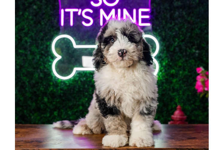 Mini Sheepadoodle Puppy for Adoption