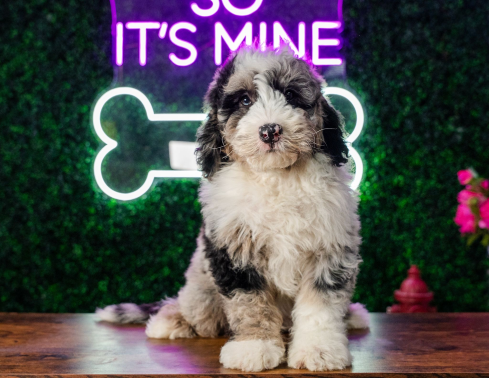 Mini Sheepadoodle Puppy for Adoption