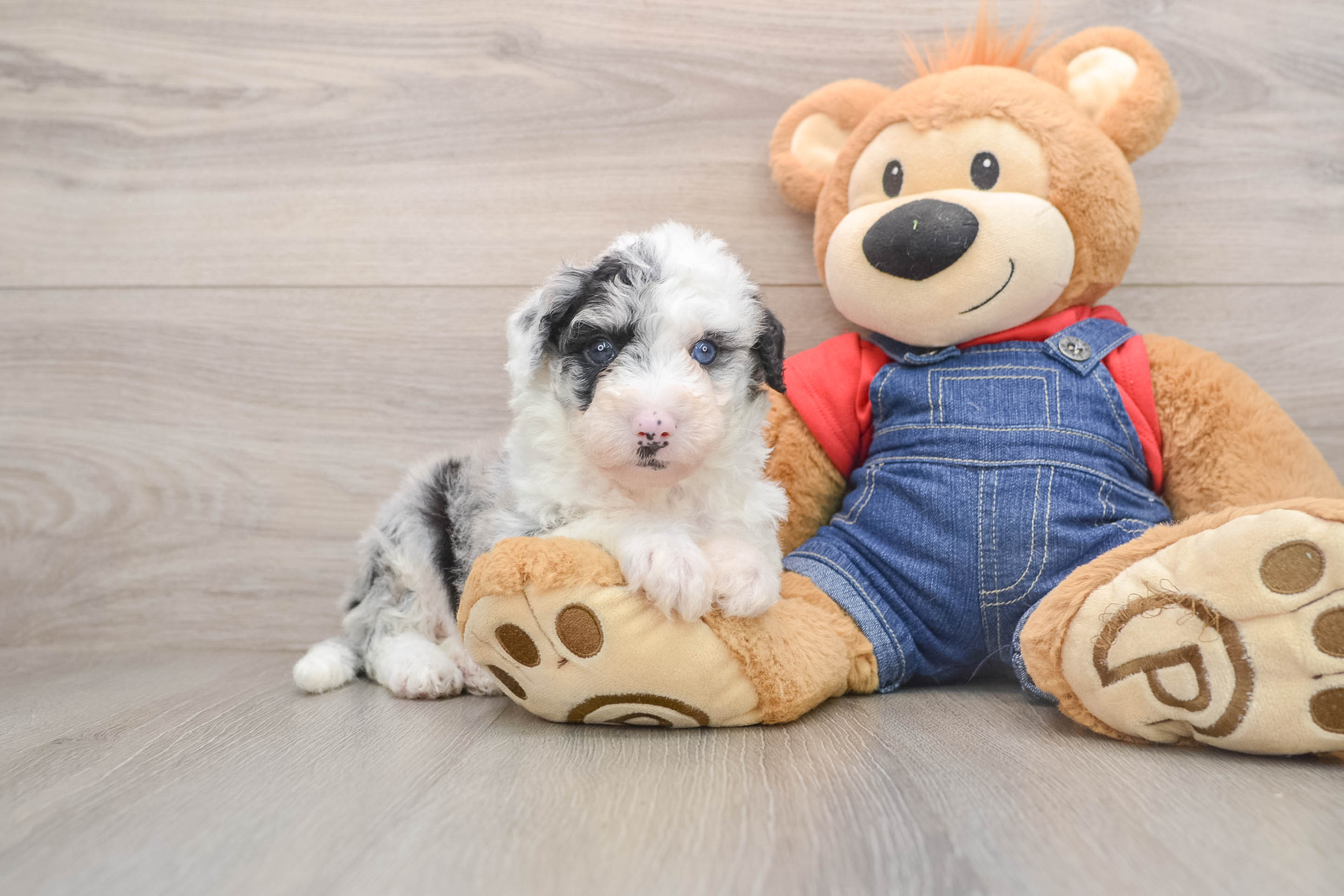 Hypoallergenic Sheep a Poo Poodle Mix Puppy