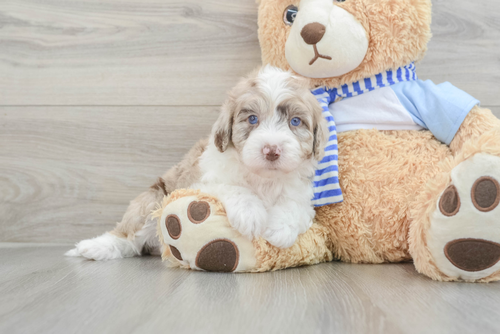 Best Mini Sheepadoodle Baby