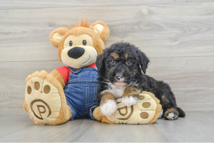 Meet Sinclair - our Mini Sheepadoodle Puppy Photo 1/3 - Puppy Love PR Sweet Mini Sheepadoodle Baby