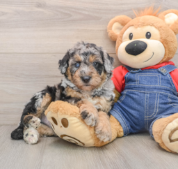 5 week old Mini Sheepadoodle Puppy For Sale - Puppy Love PR