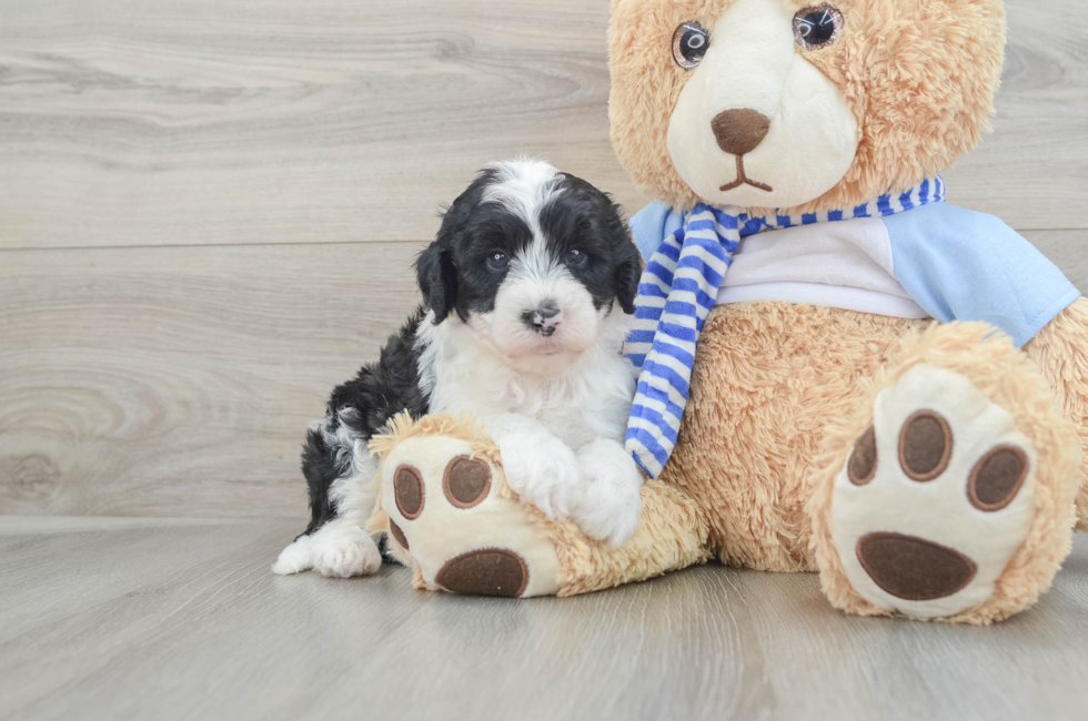 5 week old Mini Sheepadoodle Puppy For Sale - Puppy Love PR