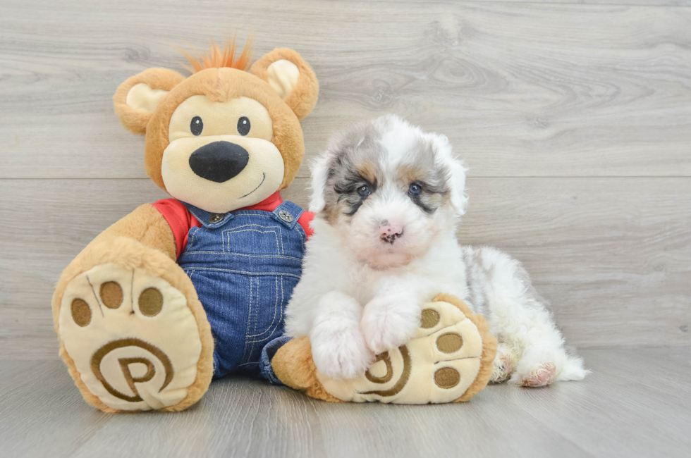 8 week old Mini Sheepadoodle Puppy For Sale - Puppy Love PR