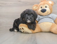 6 week old Mini Sheepadoodle Puppy For Sale - Puppy Love PR