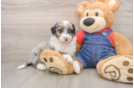 Mini Sheepadoodle Puppy for Adoption