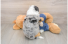 Friendly Mini Sheepadoodle Baby